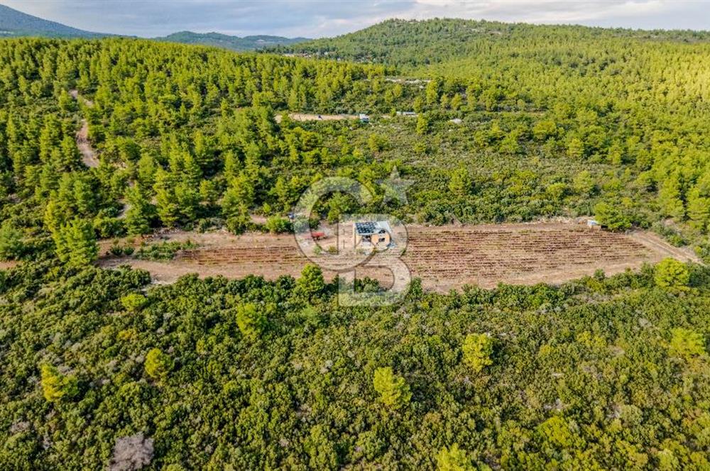 URLA DEMİRCİLİ’DE DENİZ MANZARALI, KOY’A 1 KM MESAFEDE SATILIK VERİMLİ ÜZÜM BAĞI VE BAĞ EVİ