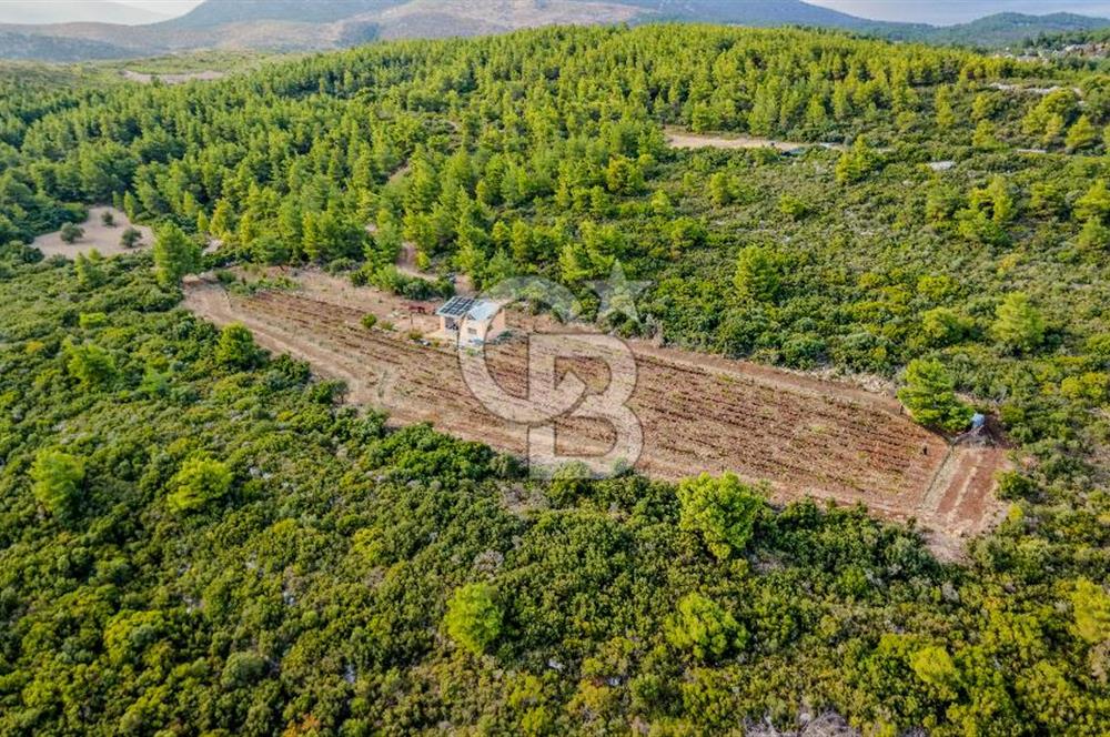 URLA DEMİRCİLİ’DE DENİZ MANZARALI, KOY’A 1 KM MESAFEDE SATILIK VERİMLİ ÜZÜM BAĞI VE BAĞ EVİ