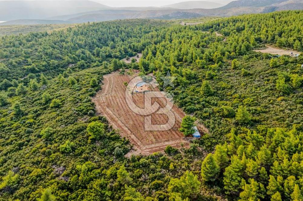 URLA DEMİRCİLİ’DE DENİZ MANZARALI, KOY’A 1 KM MESAFEDE SATILIK VERİMLİ ÜZÜM BAĞI VE BAĞ EVİ