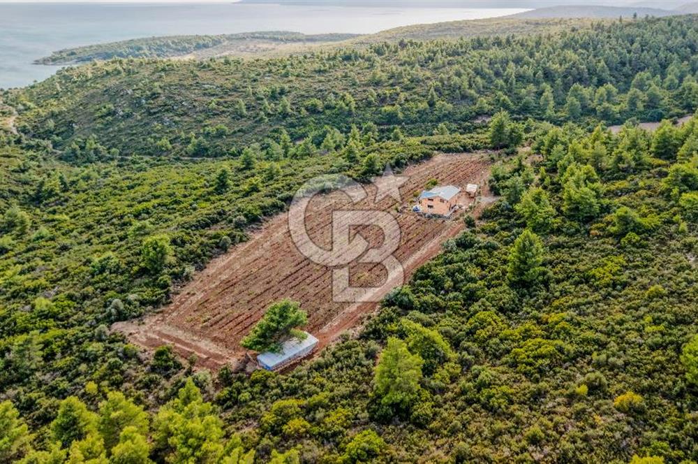 URLA DEMİRCİLİ’DE DENİZ MANZARALI, KOY’A 1 KM MESAFEDE SATILIK VERİMLİ ÜZÜM BAĞI VE BAĞ EVİ
