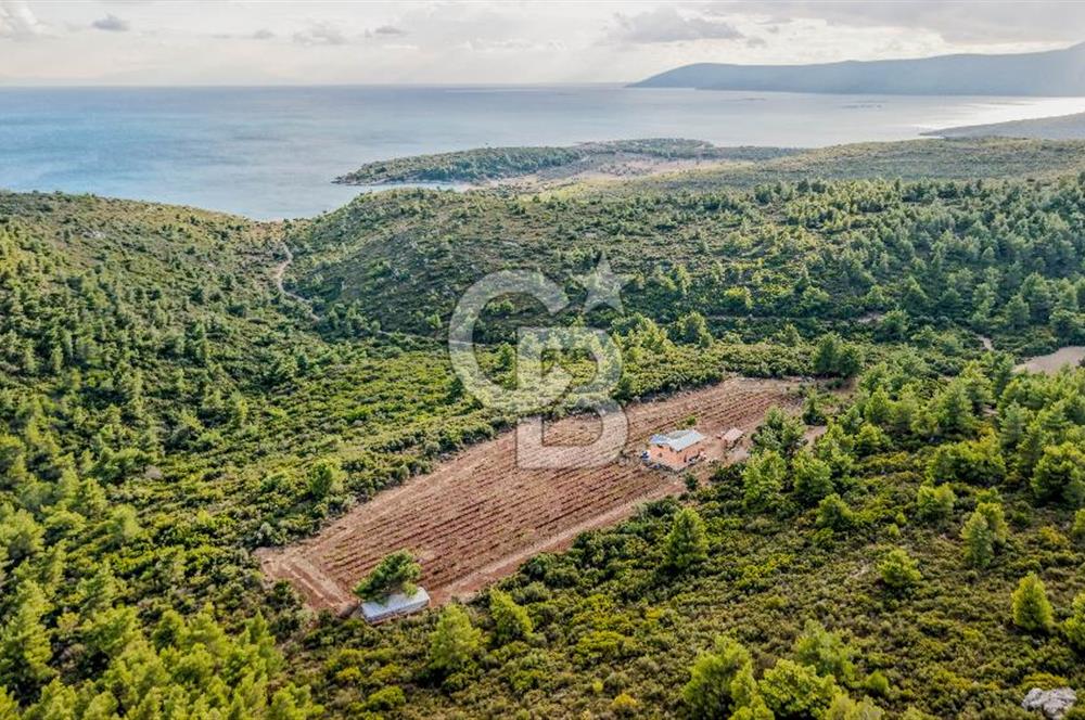 URLA DEMİRCİLİ’DE DENİZ MANZARALI, KOY’A 1 KM MESAFEDE SATILIK VERİMLİ ÜZÜM BAĞI VE BAĞ EVİ