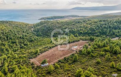 URLA DEMİRCİLİ’DE DENİZ MANZARALI, KOY’A 1 KM MESAFEDE SATILIK VERİMLİ ÜZÜM BAĞI VE BAĞ EVİ