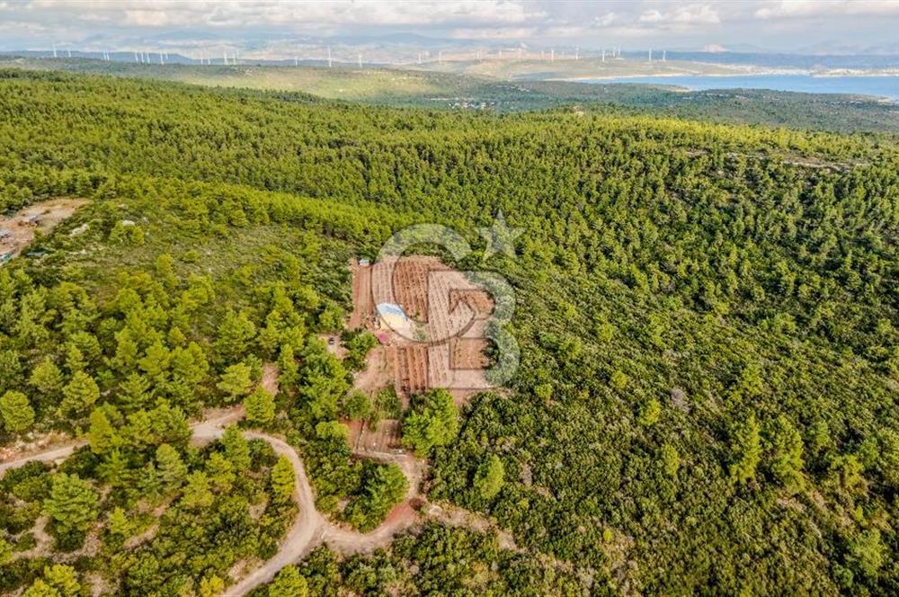 URLA DEMİRCİLİ’DE DENİZ MANZARALI, KOY’A 1 KM MESAFEDE SATILIK VERİMLİ ÜZÜM BAĞI VE BAĞ EVİ