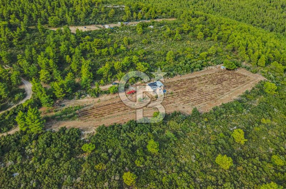 URLA DEMİRCİLİ’DE DENİZ MANZARALI, KOY’A 1 KM MESAFEDE SATILIK VERİMLİ ÜZÜM BAĞI VE BAĞ EVİ