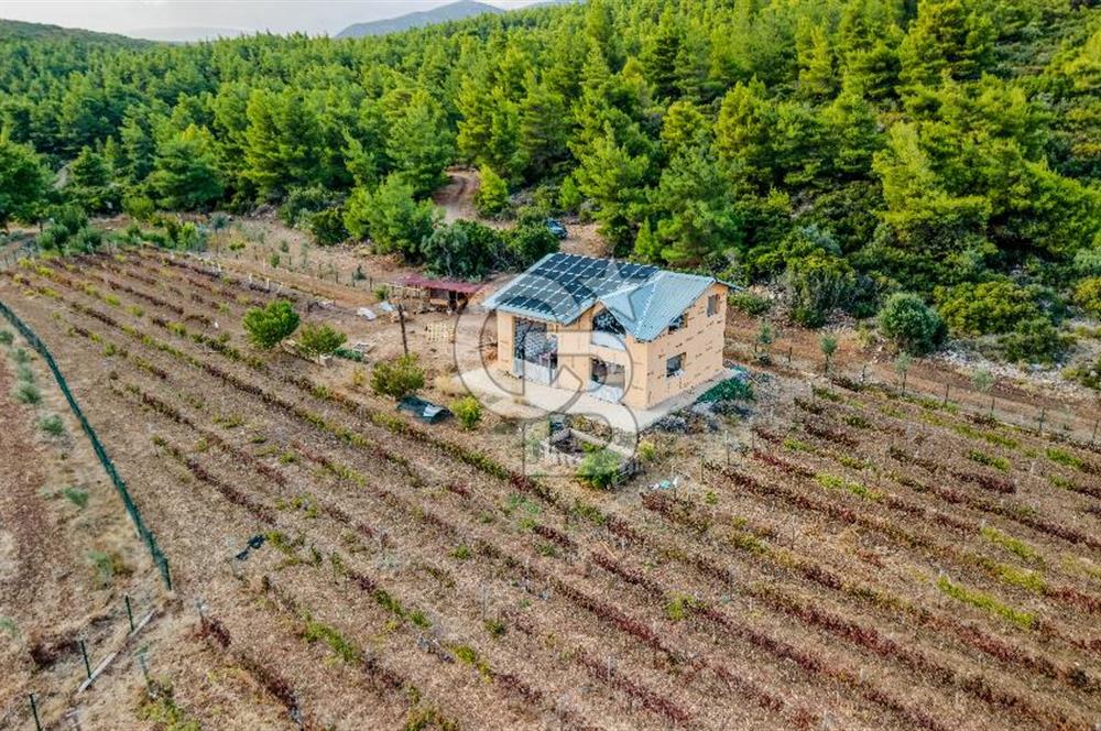 URLA DEMİRCİLİ’DE DENİZ MANZARALI, KOY’A 1 KM MESAFEDE SATILIK VERİMLİ ÜZÜM BAĞI VE BAĞ EVİ