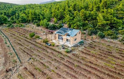 URLA DEMİRCİLİ’DE DENİZ MANZARALI, KOY’A 1 KM MESAFEDE SATILIK VERİMLİ ÜZÜM BAĞI VE BAĞ EVİ
