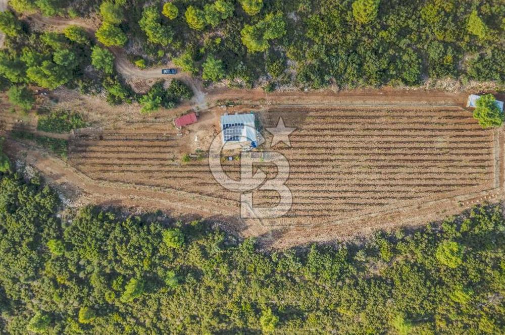 URLA DEMİRCİLİ’DE DENİZ MANZARALI, KOY’A 1 KM MESAFEDE SATILIK VERİMLİ ÜZÜM BAĞI VE BAĞ EVİ