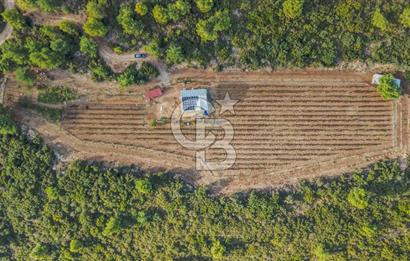 URLA DEMİRCİLİ’DE DENİZ MANZARALI, KOY’A 1 KM MESAFEDE SATILIK VERİMLİ ÜZÜM BAĞI VE BAĞ EVİ
