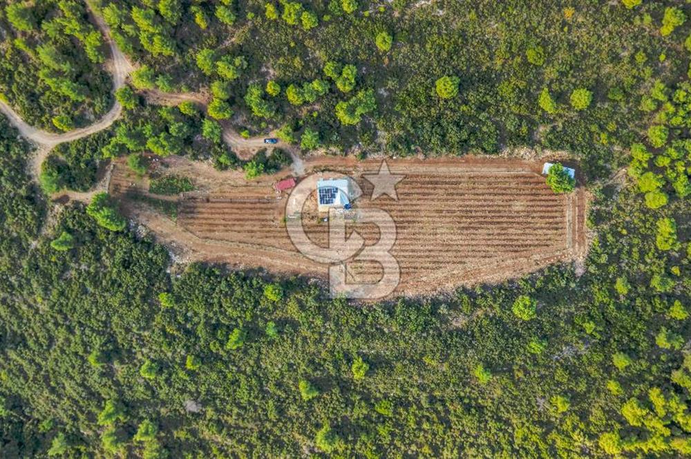 URLA DEMİRCİLİ’DE DENİZ MANZARALI, KOY’A 1 KM MESAFEDE SATILIK VERİMLİ ÜZÜM BAĞI VE BAĞ EVİ