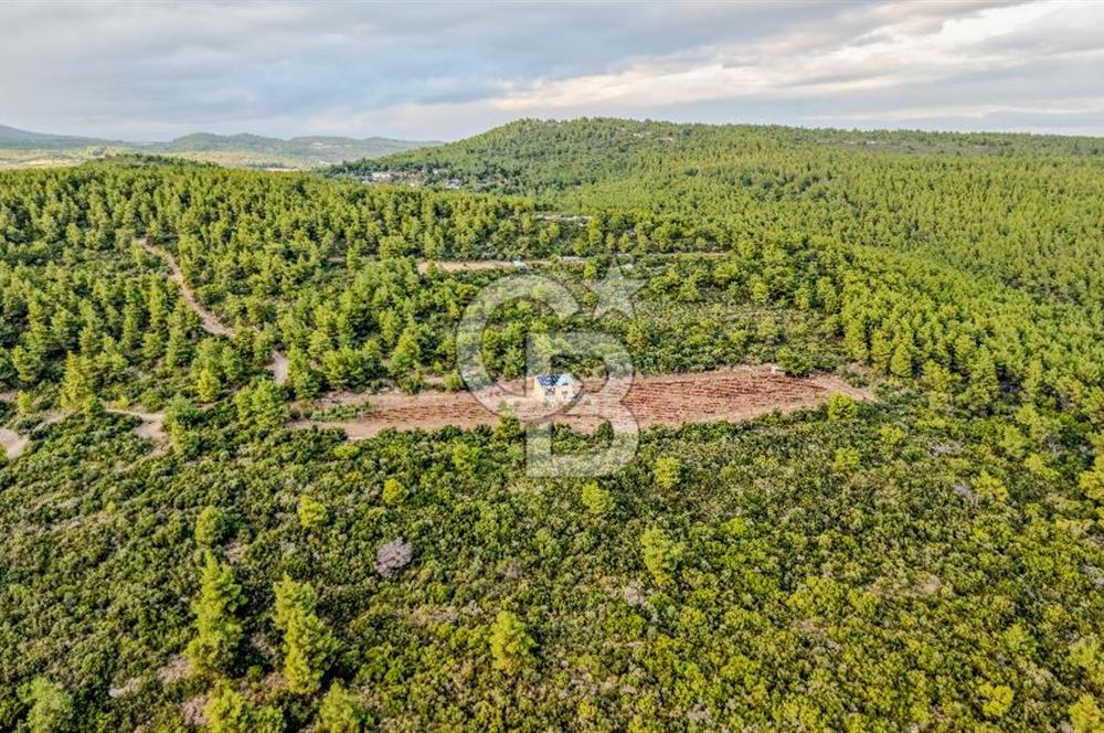 URLA DEMİRCİLİ’DE DENİZ MANZARALI, KOY’A 1 KM MESAFEDE SATILIK VERİMLİ ÜZÜM BAĞI VE BAĞ EVİ