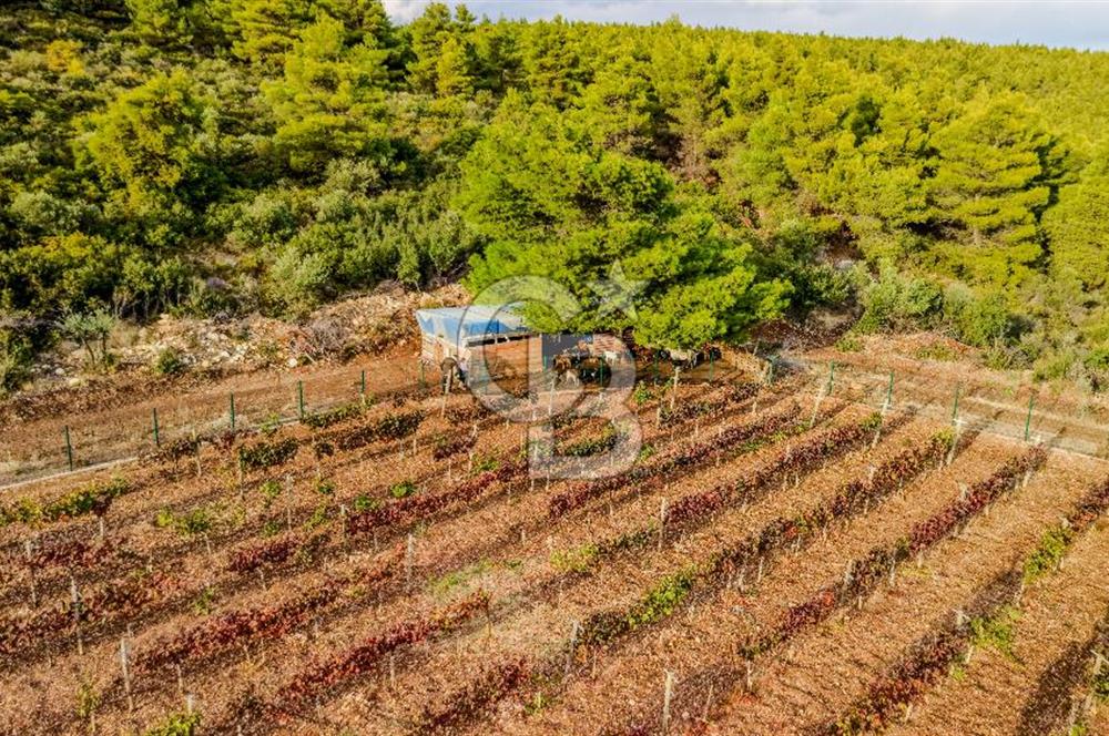 URLA DEMİRCİLİ’DE DENİZ MANZARALI, KOY’A 1 KM MESAFEDE SATILIK VERİMLİ ÜZÜM BAĞI VE BAĞ EVİ