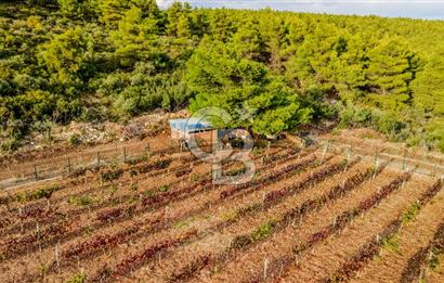 URLA DEMİRCİLİ’DE DENİZ MANZARALI, KOY’A 1 KM MESAFEDE SATILIK VERİMLİ ÜZÜM BAĞI VE BAĞ EVİ