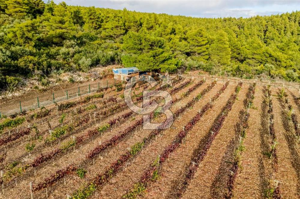 URLA DEMİRCİLİ’DE DENİZ MANZARALI, KOY’A 1 KM MESAFEDE SATILIK VERİMLİ ÜZÜM BAĞI VE BAĞ EVİ