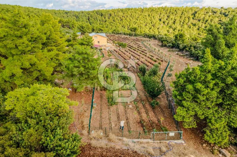 URLA DEMİRCİLİ’DE DENİZ MANZARALI, KOY’A 1 KM MESAFEDE SATILIK VERİMLİ ÜZÜM BAĞI VE BAĞ EVİ