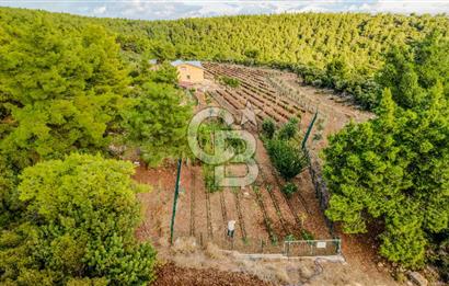 URLA DEMİRCİLİ’DE DENİZ MANZARALI, KOY’A 1 KM MESAFEDE SATILIK VERİMLİ ÜZÜM BAĞI VE BAĞ EVİ