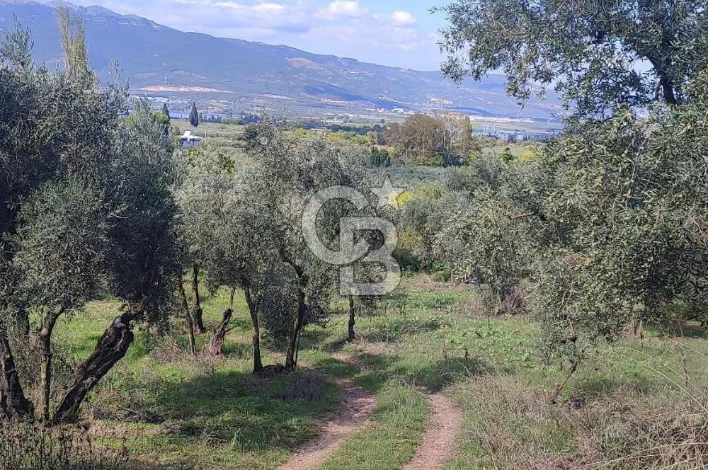 GÜRLE'DE YOLA CEPHELİ 3.584M2 VE 2.576M2 SATILIK ZEYTİNLİK.!
