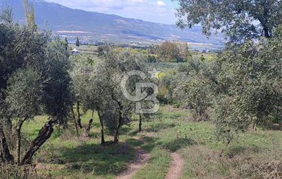 GÜRLE'DE YOLA CEPHELİ 3.584M2 VE 2.576M2 SATILIK ZEYTİNLİK.!