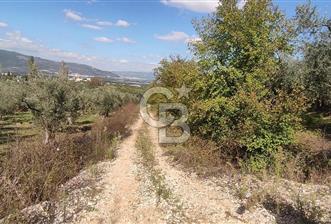 GÜRLE'DE YOLA CEPHELİ 3.584M2 VE 2.576M2 SATILIK ZEYTİNLİK.! - 6 - 377980
