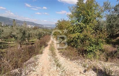 GÜRLE'DE YOLA CEPHELİ 3.584M2 VE 2.576M2 SATILIK ZEYTİNLİK.!