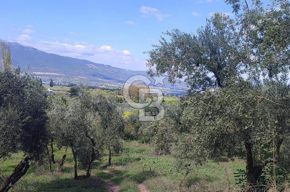 GÜRLE'DE YOLA CEPHELİ 3.584M2 VE 2.576M2 SATILIK ZEYTİNLİK.!