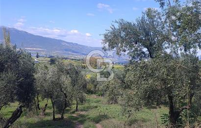 GÜRLE'DE YOLA CEPHELİ 3.584M2 VE 2.576M2 SATILIK ZEYTİNLİK.!