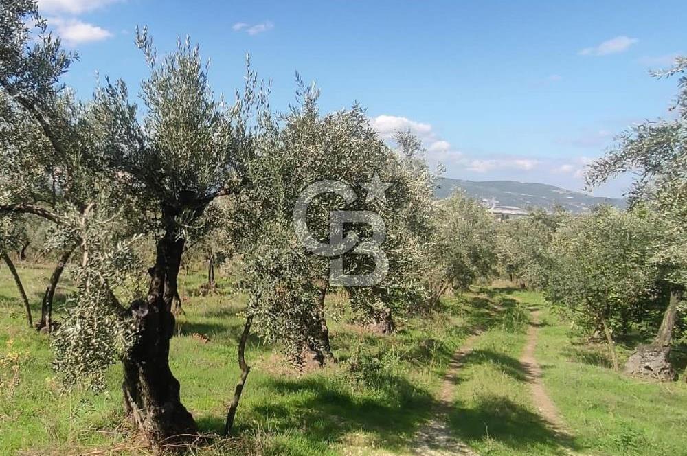 GÜRLE'DE YOLA CEPHELİ 3.584M2 VE 2.576M2 SATILIK ZEYTİNLİK.!
