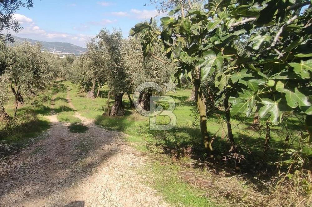 GÜRLE'DE YOLA CEPHELİ 3.584M2 VE 2.576M2 SATILIK ZEYTİNLİK.!