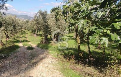 GÜRLE'DE YOLA CEPHELİ 3.584M2 VE 2.576M2 SATILIK ZEYTİNLİK.!