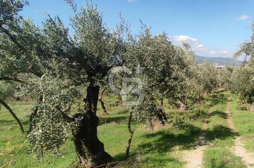 GÜRLE'DE YOLA CEPHELİ 3.584M2 VE 2.576M2 SATILIK ZEYTİNLİK.!