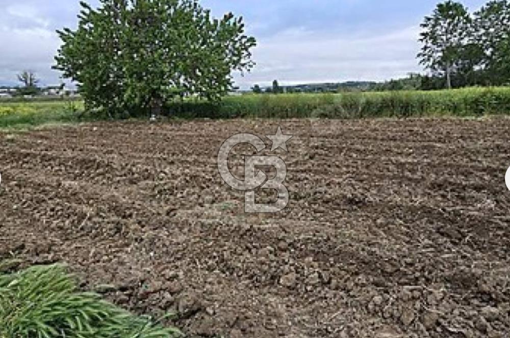 Bursa Mudanya Balabancık'ta 448,96 m² Müstakil Tapulu Tarla