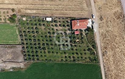AYVALIK ALTINOVADA PLAJA 1 KM 5.035M² ZEYTİNLİK VE ÇİFTLİK EVİ