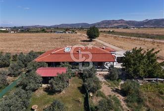 AYVALIK ALTINOVADA PLAJA 1 KM 5.035M² ZEYTİNLİK VE ÇİFTLİK EVİ - 7 - 378126