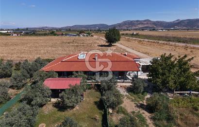 AYVALIK ALTINOVADA PLAJA 1 KM 5.035M² ZEYTİNLİK VE ÇİFTLİK EVİ