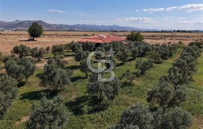 AYVALIK ALTINOVADA PLAJA 1 KM 5.035M² ZEYTİNLİK VE ÇİFTLİK EVİ