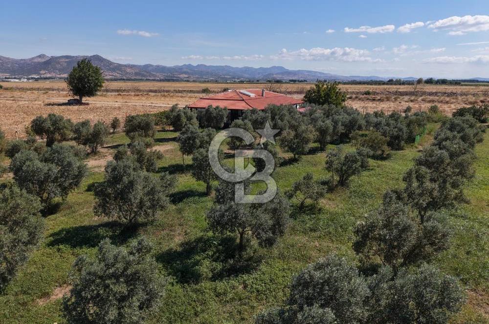 AYVALIK ALTINOVADA PLAJA 1 KM 5.035M² ZEYTİNLİK VE ÇİFTLİK EVİ
