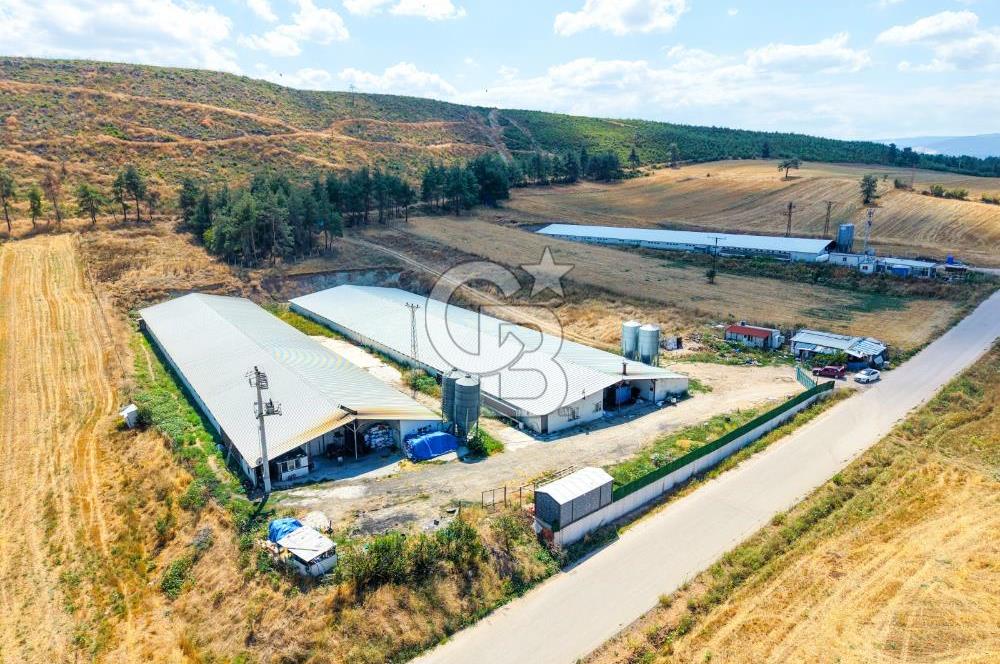 BİLECİK'TE YÜKSEK CİROLU GENİŞ ARAZİDE SATILIK TAVUK ÇİFTLİĞİ