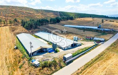 BİLECİK'TE YÜKSEK CİROLU GENİŞ ARAZİDE SATILIK TAVUK ÇİFTLİĞİ