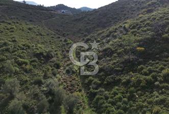 İZMİR SEFERİHİSAR ORHANLI’DA 7.599,50 m² ZEYTİN AĞAÇLI SATILIK TARLA  - 1 - 378244