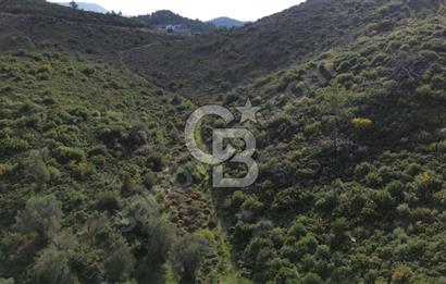 İZMİR SEFERİHİSAR ORHANLI’DA 7.599,50 m² ZEYTİN AĞAÇLI SATILIK TARLA 
