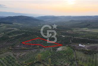 Osmangazi Avdancık'ta Yola Yakın 11.655 m² Satılık Tarla - 1 - 378272