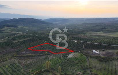Osmangazi Avdancık'ta Yola Yakın 11.655 m² Satılık Tarla