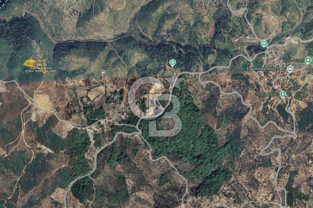İZMİR SEFERİHİSAR ORHANLI’DA 7.599,50 m² ZEYTİN AĞAÇLI SATILIK TARLA 