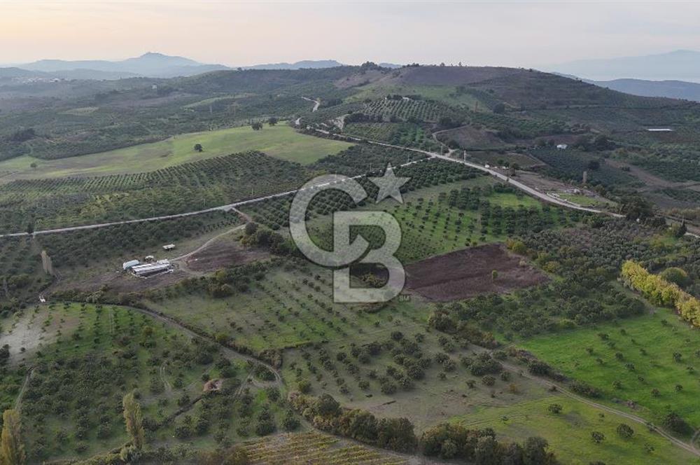 Osmangazi Avdancık'ta Yola Yakın 11.655 m² Satılık Tarla