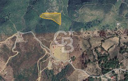 İZMİR SEFERİHİSAR ORHANLI’DA 7.599,50 m² ZEYTİN AĞAÇLI SATILIK TARLA 