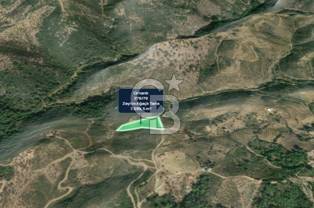 İZMİR SEFERİHİSAR ORHANLI’DA 7.599,50 m² ZEYTİN AĞAÇLI SATILIK TARLA 
