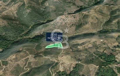 İZMİR SEFERİHİSAR ORHANLI’DA 7.599,50 m² ZEYTİN AĞAÇLI SATILIK TARLA 
