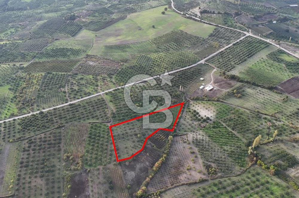 Osmangazi Avdancık'ta Yola Yakın 11.655 m² Satılık Tarla