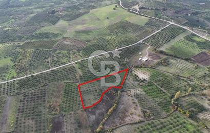 Osmangazi Avdancık'ta Yola Yakın 11.655 m² Satılık Tarla