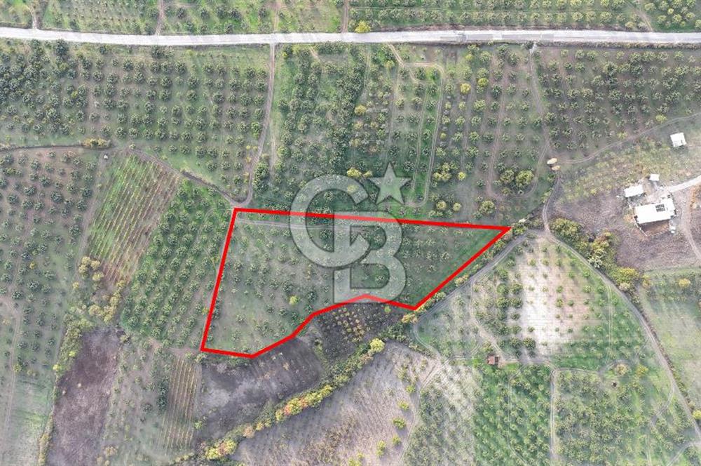Osmangazi Avdancık'ta Yola Yakın 11.655 m² Satılık Tarla