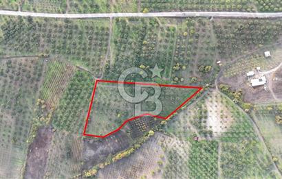 Osmangazi Avdancık'ta Yola Yakın 11.655 m² Satılık Tarla